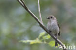 Bonte Vliegenvanger (Ficedula hypoleuca)