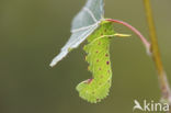 Poplar Hawk-moth (Laothoe populi)