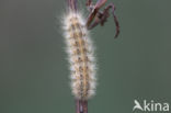 White Ermine (Spilosoma lubricipeda)