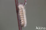 Witte tijger (Spilosoma lubricipeda)