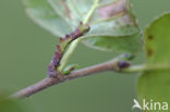 Zomervlinder (Geometra papilionaria)