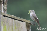 Bonte Vliegenvanger (Ficedula hypoleuca)