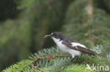 Bonte Vliegenvanger (Ficedula hypoleuca)