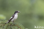 Bonte Vliegenvanger (Ficedula hypoleuca)