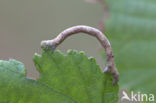 Witvlekspikkelspanner (Parectropis similaria)