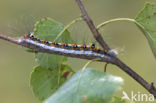 Acronicta tridens