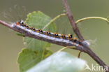 Drietanduil (Acronicta tridens)