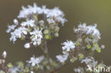 Gipskruid (Gypsophila fastigiata)