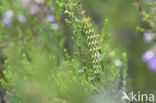 Roodbont heide-uiltje (Anarta myrtilli)