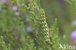 Roodbont heide-uiltje (Anarta myrtilli)