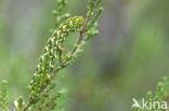 Roodbont heide-uiltje (Anarta myrtilli)