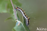 Drietanduil (Acronicta tridens)