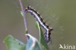 Acronicta tridens