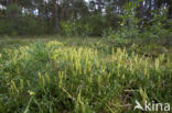 Grote wolfsklauw (Lycopodium clavatum)