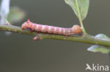 Coxcomb Prominent (Ptilodon capucina)