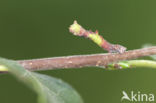 Zomervlinder (Geometra papilionaria)