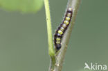 Donkere wapendrager (Clostera pigra)