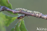 Bruine sikkeluil (Laspeyria flexula)