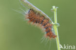 Goudhaaruil (Acronicta auricoma)