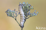 Oorsilene-uil (Hadena irregularis)