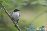 Bonte Vliegenvanger (Ficedula hypoleuca)