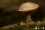 Bronw birch bolete (Leccinum scabrum)