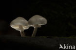 Porcelain fungus (Oudemansiella mucida)