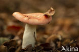 Smakelijke russula (Russula vesca)