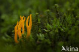 Kleverig koraalzwammetje (Calocera viscosa)