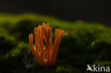 Kleverig koraalzwammetje (Calocera viscosa)