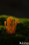 Kleverig koraalzwammetje (Calocera viscosa)