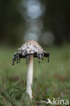 Geschubde inktzwam (Coprinus comatus)