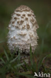 Geschubde inktzwam (Coprinus comatus)