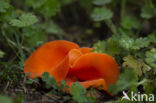 Orange Peel Fungus (Aleuria aurantia)