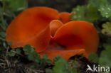 Grote oranje bekerzwam (Aleuria aurantia)