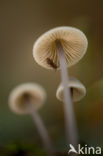 bonnet (Mycena spec.)