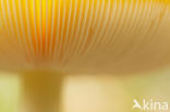 Vliegenzwam (Amanita muscaria)