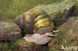 chinesemoerasslak (bellamya chinensis)