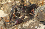 Red swamp crayfish (Procambarus clarkii)