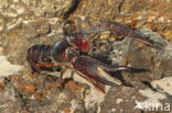 Red swamp crayfish (Procambarus clarkii)