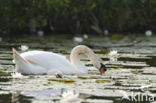 Knobbelzwaan (Cygnus olor)