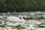 Knobbelzwaan (Cygnus olor)