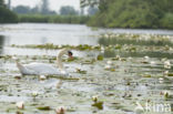 Knobbelzwaan (Cygnus olor)