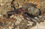 Red swamp crayfish (Procambarus clarkii)