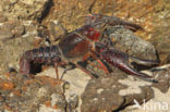 Red swamp crayfish (Procambarus clarkii)