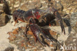 Red swamp crayfish (Procambarus clarkii)