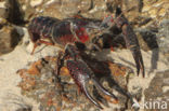 Red swamp crayfish (Procambarus clarkii)