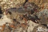 Red swamp crayfish (Procambarus clarkii)