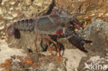 Red swamp crayfish (Procambarus clarkii)