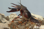 Red swamp crayfish (Procambarus clarkii)